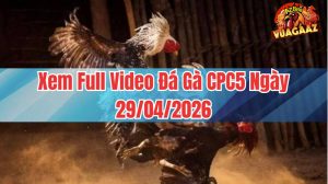 Xem Full Video Đá Gà CPC5 Ngày 29/04/2026