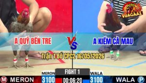 Trận 1 Bồ CPC2 16/5/2026 - Kiểm Cà Mau Gặp Cú Cọp Đâm Té Chết Tại Chỗ
