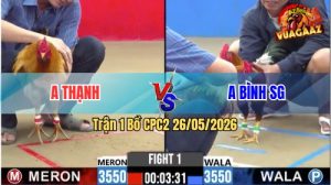 Trận 1 CPC2 26/05/2026 - Gà Xám Anh Thạnh Đá Canh Chặn Quá Khéo Léo