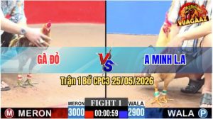 Trận 1 CPC3 25/05/2026 - Gà Xám Đá Đúng 3 Cước, Gà Má Minh Gãy Cổ