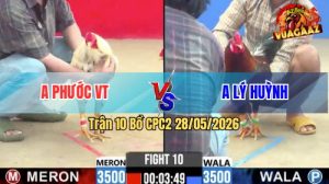 Trận 10 CPC2 28/05/2026 - Gà Bướm Anh Phước Tải Cựa Quá Tốt