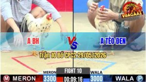 Trận 10 CPC2 29/05/2026 - Idol Bảo Sting Tiếp Tục Nài Gà Phản Ăn 3