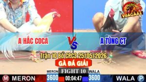 Trận 10 CPC3 25/05/2026 - Gà Anh Tùng CT Đá 1 Cặp Ngay Ngực Lụm Tiền
