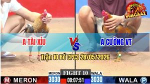 Trận 10 CPC3 28/05/2026 - Gà Cú Anh Tài Xỉu Đá Chưa Tới 3 Chân