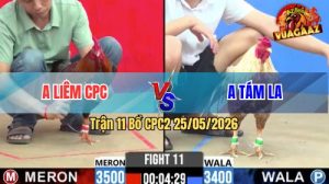 Trận 11 CPC2 25/05/2026 - Gà Điều Anh Liêm Đá Chân Cựa Quá Tịch