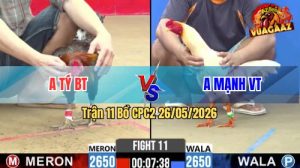 Trận 11 CPC2 26/05/2026 - Gà Điều Anh Tý Bến Tre Có Chân Cựa Chí Mạng