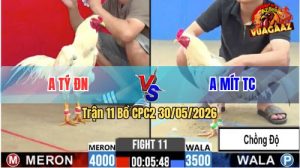 Trận 11 CPC2 30/05/2026 - Gà Úa Idol Mít TC Chồng Độ Chấp Thêm 5 Chấm
