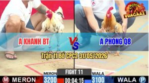 Trận 11 CPC2 31/05/2026 - Nài Gà Xanh Quá Yếu, Để Hoà Cay Đắng