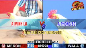 Trận 11 CPC3 16/05/2026 - Gà Anh Phong Sài Gòn Nhấc Chân Là Cựa Tới
