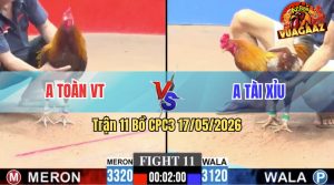 Trận 11 CPC3 17/05/2026 - Gà Xam Đá Cựa Đâm Dập Dập Như Máy Khâu
