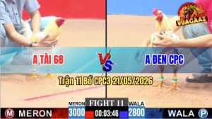 Trận 11 CPC3 21/05/2026 - Gà Anh Đen CPC Đá Cựa Đâm Dính Như Keo