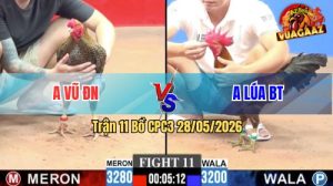 Trận 11 CPC3 28/05/2026 - Gà Cú Anh Vũ Nhấc Chân Là Dính Cựa