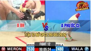 Trận 12 CPC2 20/05/2026 - Gà Chú Khanh Chợ Lách Đâm Thấy Nóng Lạnh