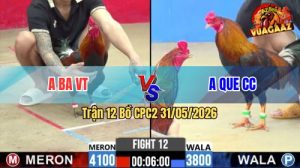 Trận 12 CPC2 31/05/2026 - Gà Anh Que Đá Quá Nhanh Quá Nguy Hiểm