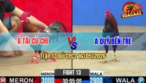 Trận 13 Bồ CPC2 16/5/2026 - Gà Xanh Anh Quý Có Chân Cúp Điện Đúng Điểm Đỏ Dính Chưởng Hết Phản
