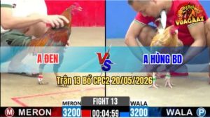 Trận 13 CPC2 20/05/2026 - Gà Hiệu Anh Đen Đá Đâm Toàn Cựa Tịch