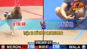 Trận 13 CPC3 18/05/2026 - Gà Xám Anh Tài Nhảy Đâm 1 Cựa Lấy Tiền