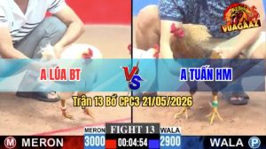 Trận 13 CPC3 21/05/2026 - Gà Anh Lúa BT Đá Cái Bo Quá Khủng