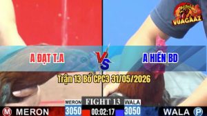 Trận 13 CPC3 31/05/2026 - Gà Anh Hiền Cứ Nhấc Chân Lên Là Có Cựa