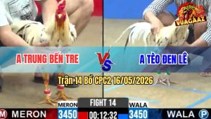 Trận 14 Bồ CPC2 16/5/2026 - 2 Con Gà Bướm Lao Vào Như Vũ Bão Buông Ra Đỏ Đứng Còn Xanh Nằm
