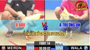 Trận 14 CPC2 28/05/2026 - Gà Úa Anh Đào Canh Nạp 1 Cây Cựa Chí Mạng