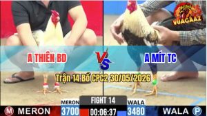 Trận 14 CPC2 30/05/2026 - Gà Úa Anh Thiên Đá Cái Bo Như Lấy Cây Đập