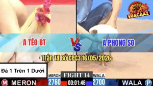 Trận 14 CPC3 16/05/2026 - Anh Tèo BT Chấp Đá 1 Cựa Trên 1 Cựa Dưới
