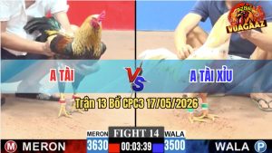 Trận 14 CPC3 17/05/2026 - Gà Chuối Anh Tài Cứ Nhấc Chân Là Có Cựa