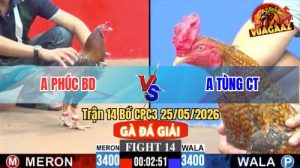Trận 14 CPC3 25/05/2026 - Gà Anh Phúc Bình Dương Đá Cái Bo Như Xe Đụng
