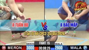 Trận 15 CPC2 25/05/2026 - Gà Điều Anh Tuấn Đá Ít Cựa Nhưng Hiệu Quả