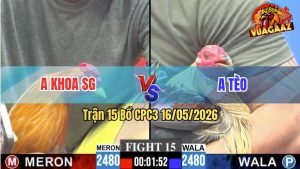 Trận 15 CPC3 16/05/2026 - Gà Chuối Anh Tèo Đá Cựa Đâm Như Đời Tới