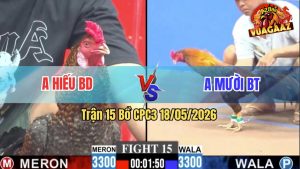 Trận 15 CPC3 18/05/2026 - Gà Cú Anh Hiếu BD Đá Cựa Đâm Như Điên