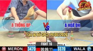 Trận 16 CPC2 19/05/2026 - Gà Cú Anh Thông BP Đá Như Búa Bổ