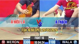 Trận 16 CPC2 20/05/2026 - Gà Anh Thạch Cứ Dở Chân Là Có Cựa