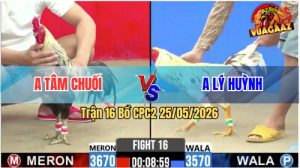 Trận 16 CPC2 25/05/2026 - Gà Chuối Chưa Đá Đã Dí Ăn 6 Và Cái Kết