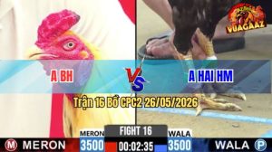 Trận 16 CPC2 26/05/2026 - Gà Bướm Đá Cái Bo Như Xe Tải Đụng