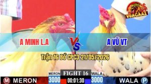 Trận 16 CPC3 21/05/2026 - Gà Bướm Má Minh Đá Cựa Đâm Dính Như Keo