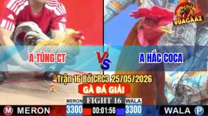 Trận 16 CPC3 25/05/2026 - Gà Anh Hắc Coca Đá Chân Nào Cũng Đâm