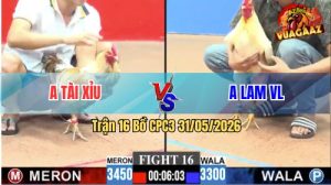Trận 16 CPC3 31/05/2026 - Gà Anh Lam Không Cho Đối Thủ Cơ Hội Nào