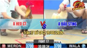 Trận 17 CPC2 19/05/2026 - Gà Bướm Hiệu Idol Bảo Sting Gặp Thứ Dữ