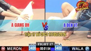 Trận 17 CPC3 17/05/2026 - Gà Úa Anh Đen Bay Lướt Ngang Là Dính Cựa