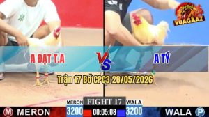 Trận 17 CPC3 28/05/2026 - Gà Anh Đạt Đá Quá Nhanh Quá Nguy Hiểm
