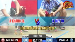 Trận 18 CPC2 29/05/2026 - Gà Anh Khanh Chợ Lách Đá Siêu Lì Đòn