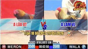 Trận 18 CPC3 21/05/2026 - Gà Anh Lúa Bến Tre Đá Toàn Cựa Tịch