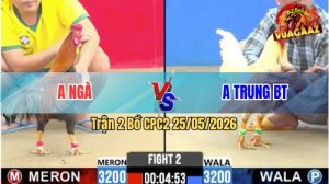 Trận 2 CPC2 25/05/2026 - Gà Bướm Anh Trung BT Có Chân Cựa Dứt Điểm