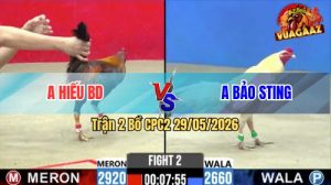 Trận 2 CPC2 29/05/2026 - Gà Úa Cọp Idol Bảo Sting Chấp 3 Chấm Vẫn Lụm