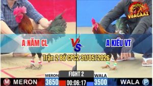 Trận 2 CPC2 31/05/2026 - Gà Anh Kiều Đá Toàn Canh Đâm Mu Lưng