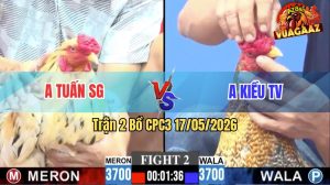 Trận 2 CPC3 17/05/2026 - Gà Cú Anh Kiều Đá Canh Đâm Đầu Cần