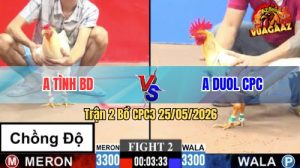 Trận 2 CPC3 25/05/2026 - Gà Anh Tình BD Đá Đâm Như Máy Khâu
