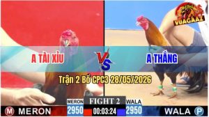 Trận 2 CPC3 28/05/2026 - Gà Điều Anh Tài Xỉu Đá Toàn Cựa Hiểm